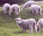 Lambs4.jpg